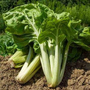 Poirée Blonde à Carde Blanche 2